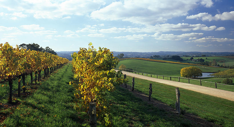 The Lane Vineyard | Halliday Wine Companion